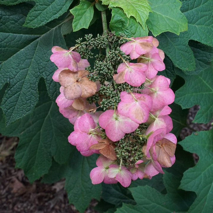 Hydrangea quercifolia 'Reina de las Nieves' ~ Hortensia Reina de las Nieves