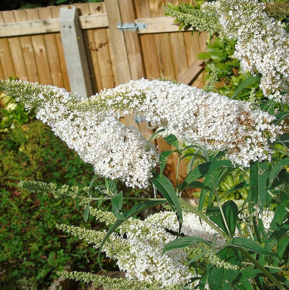 Buddleia davidii 'White Profusion' ~ White Profusion Butterfly Bush