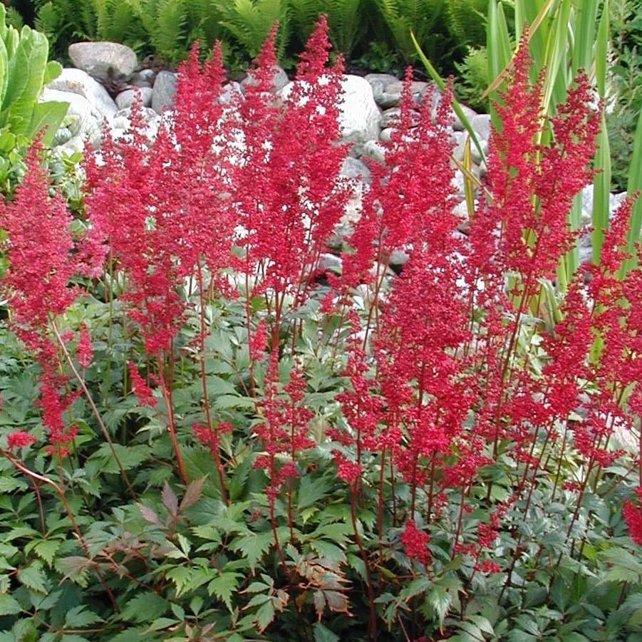 Astilbe x arendsii 'Fanal' ~ Fanal Astilbe