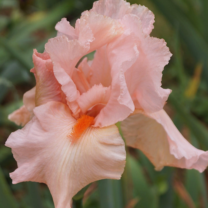 Iris germanica 'Peggy Sue' ~ Peggy Sue Bearded Iris