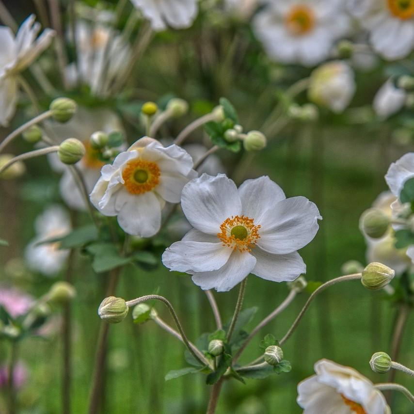 Anemone hupehensis 'Pretty Lady Maria' ~ Pretty Lady Maria Anemone