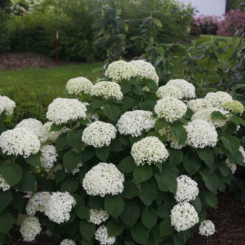 Hydrangea arborescens 'NCHA8' ~ Hortensia Lisa Invincibelle® Limetta