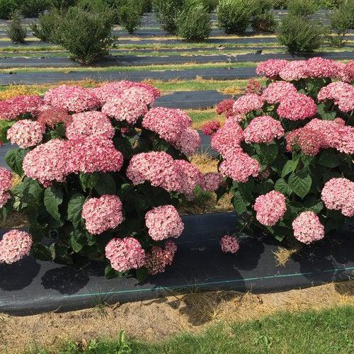 Hydrangea arborescens 'NCHA4' ~ Incrediball® Blush Smooth Hydrangea