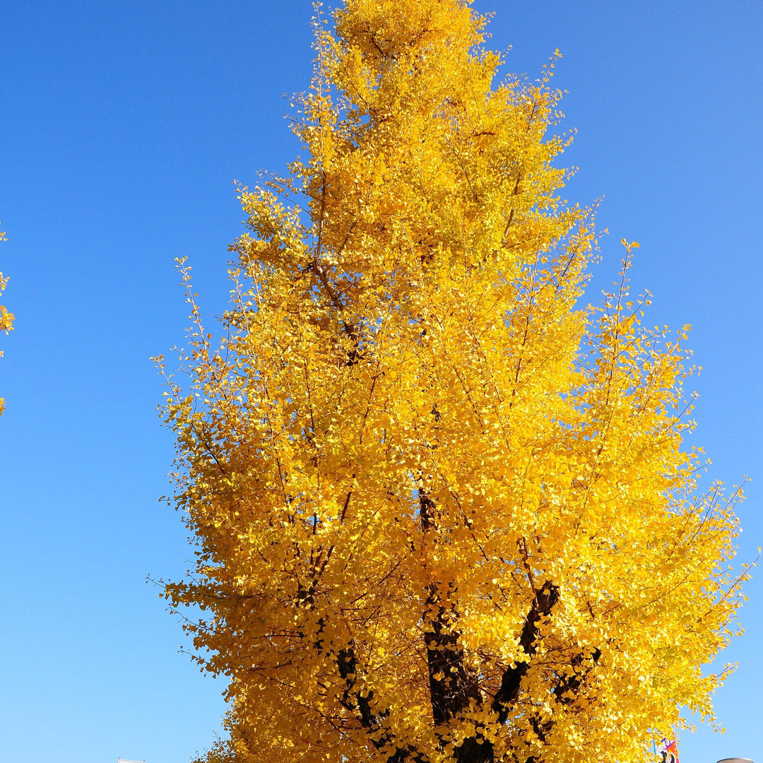 Ginkgo biloba 'JN9' ~ Sky Tower™ Ginkgo