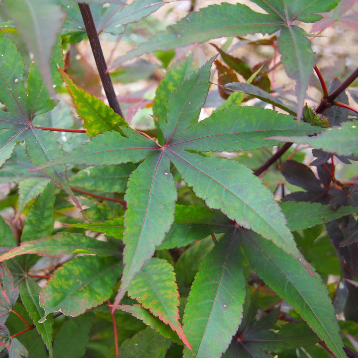 Acer palmatum 'Wolff' ~ Emperor I® Japanese Maple