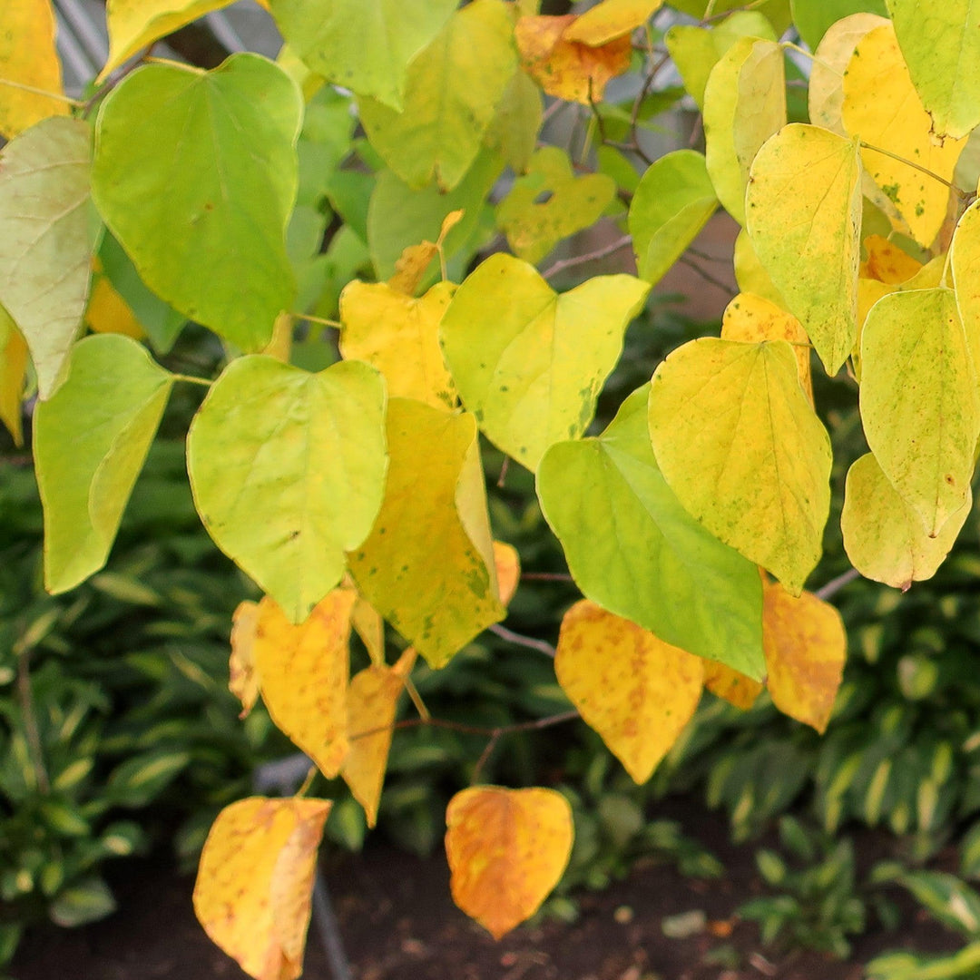 Cercis canadensis 'NC2016-2' PP #31,260 ~ Flame Thrower® Redbud