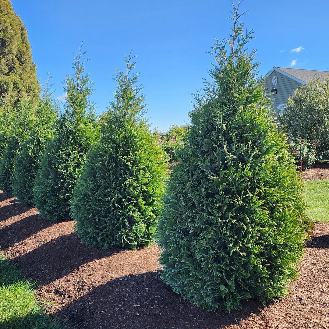 Thuja occidentalis 'Junior Giant' ~ Junior Giant Arborvitae