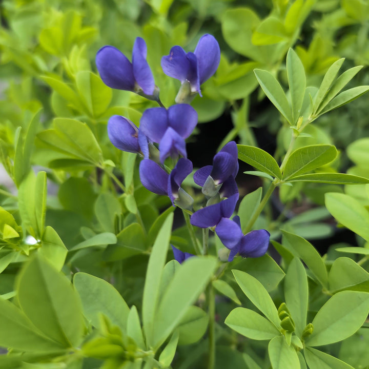 Baptisia australis ~ Blue False Indigo