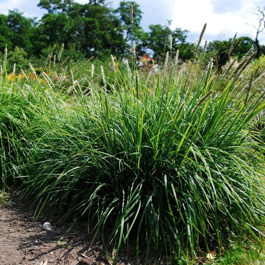 Sesleria autumnalis ~ Autumn Moor Grass