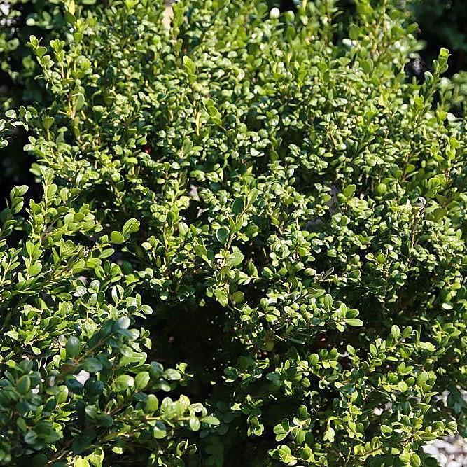 Buxus microphylla var. japonica 'Winter Gem' ~ Boj gema de invierno