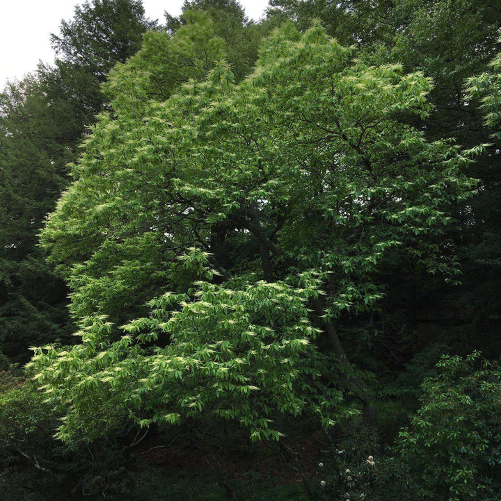 Oxydendrum arboreum ~ Sourwood, Sorrel Tree