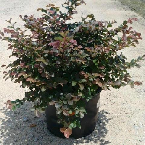 Loropetalum chinense 'Ruby' ~ Flor con flecos de rubí