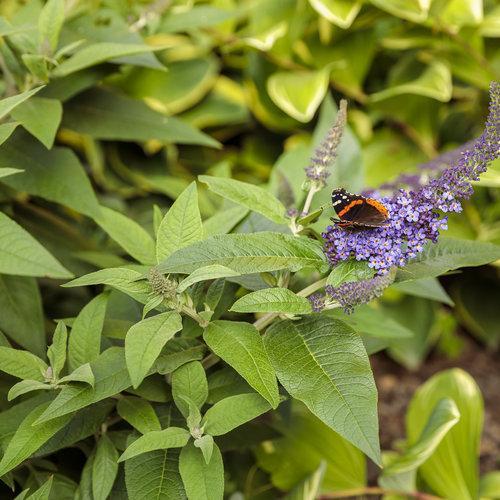 Buddleia davidii 'SMNBDBT' PP#28,794 ~ Pugster Blue® Dwarf Butterfly Bush