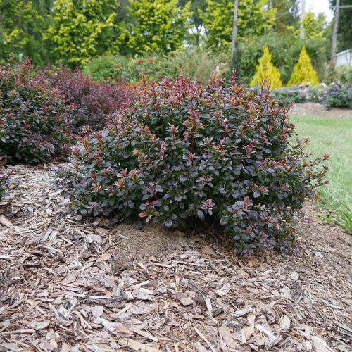 Berberis thunbergii NCBX1' USPP 29,504 ~ PW® Sunjoy® Todo Barberry