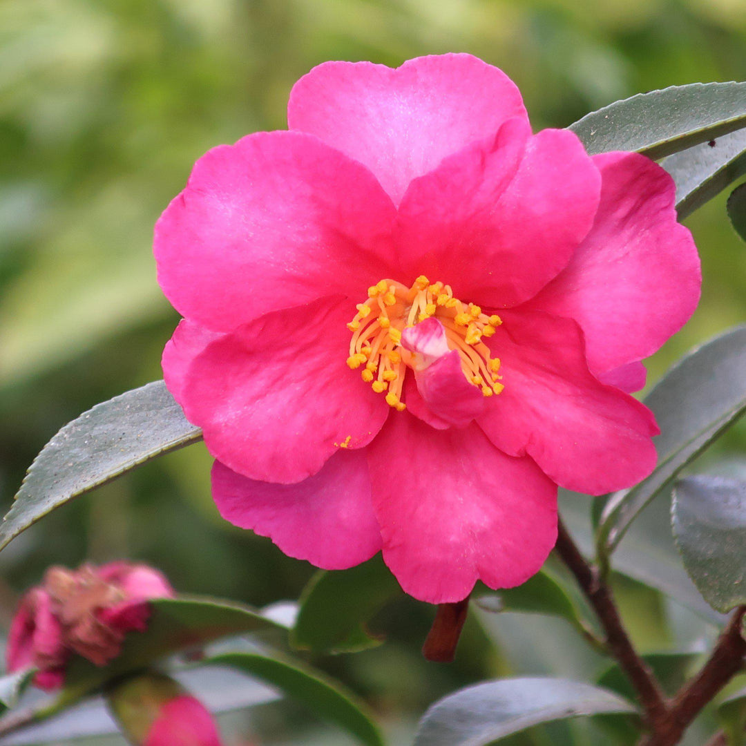 Camellia sasanqua 'Kanjiro' ~ Kanjiro Camellia