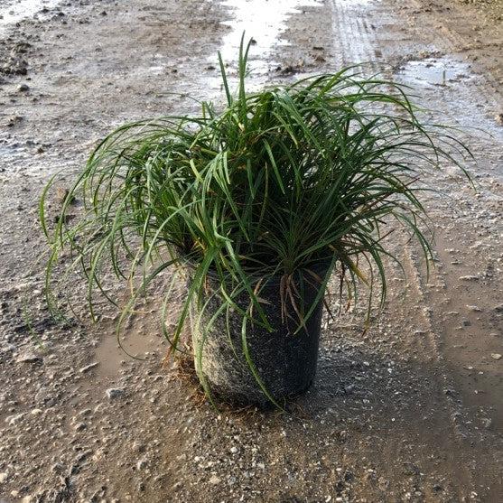 Ophiopogon japonicus ~ Mondo Grass