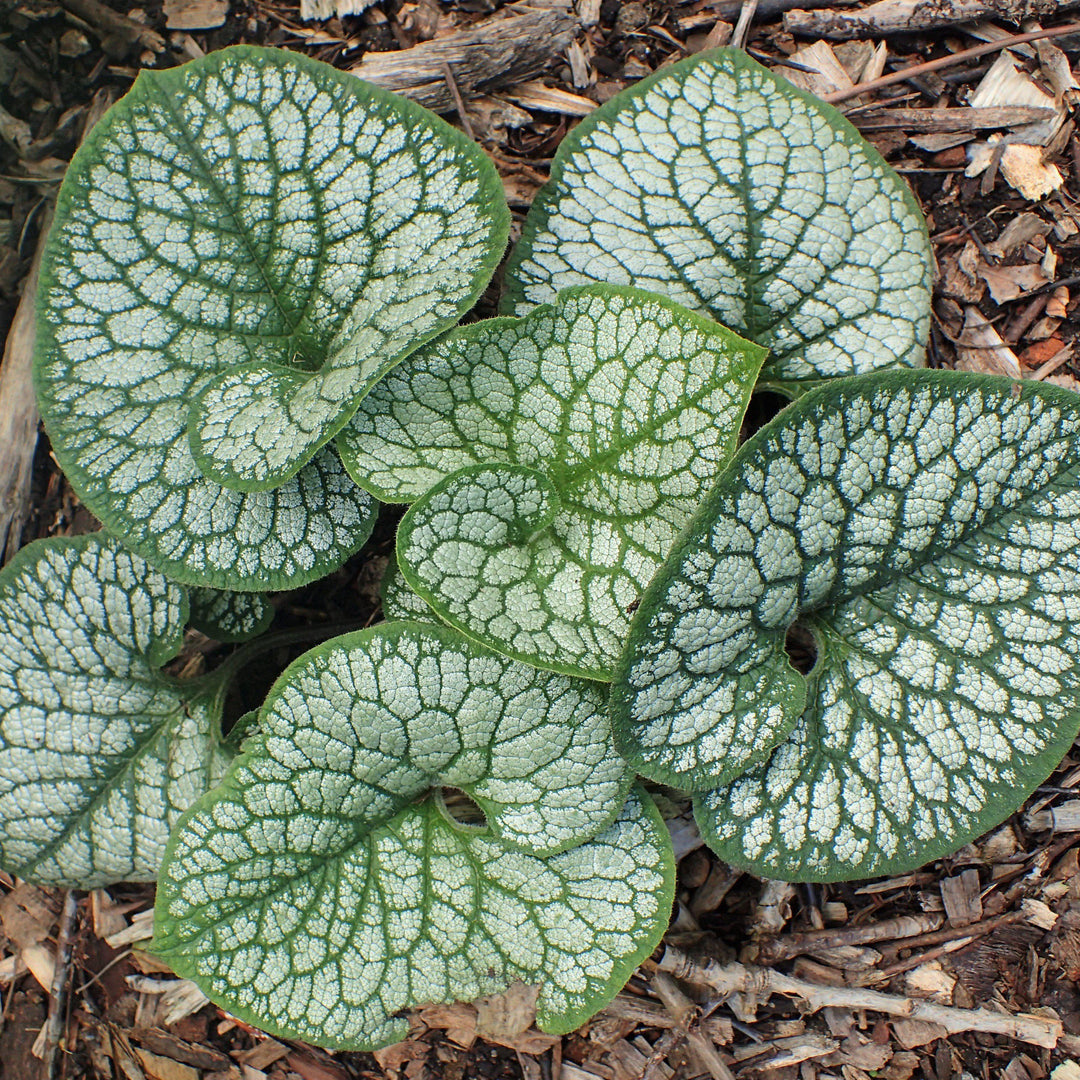 Brunnera macrophylla 'Sea Heart' ~ Sea Heart Siberian Bugloss