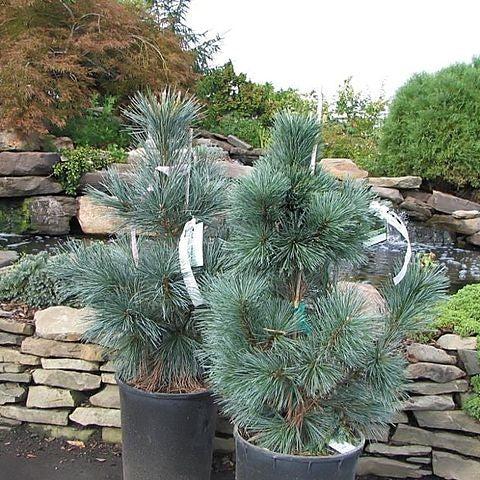 Pinus flexilis 'Pirámide de Vanderwolf' ~ Pino Vanderwolf