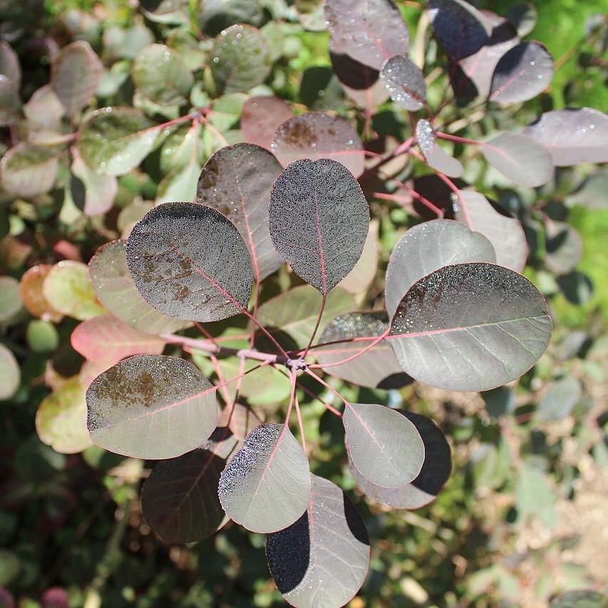 Cotinus coggygria 'Royal Purple' ~ Árbol de humo púrpura real