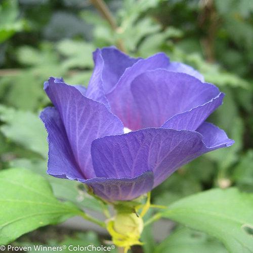 Hibiscus syriacus 'DVPazurri' ~ Azurri Blue Satin® Rose of Sharon