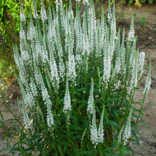 Veronica 'White Wands' ~ Magic Show® White Wands Speedwell