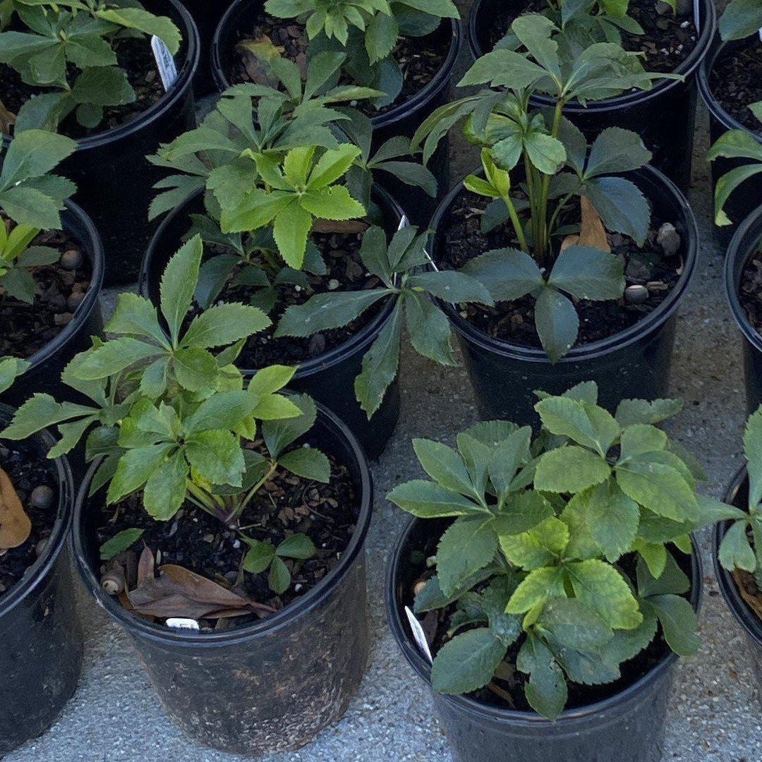 Helleborus orientalis ~ Hellbore, Lenten Rose