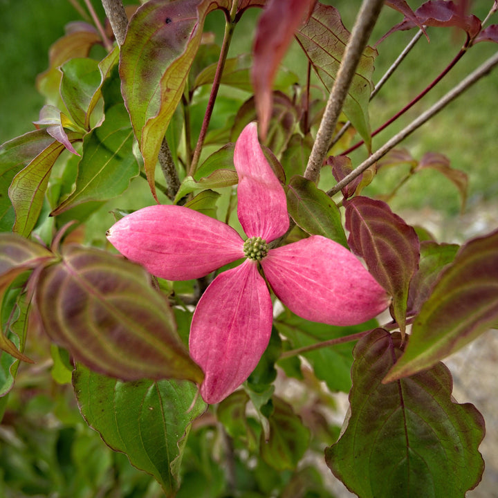 Cornus kousa 'Rutpink' ~ Scarlet Fire® Dogwood