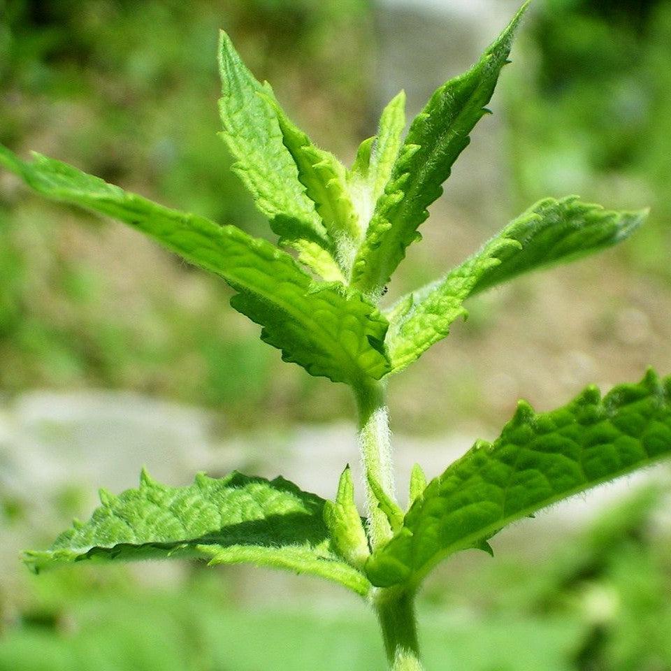 Mentha spicata ~ Spearmint