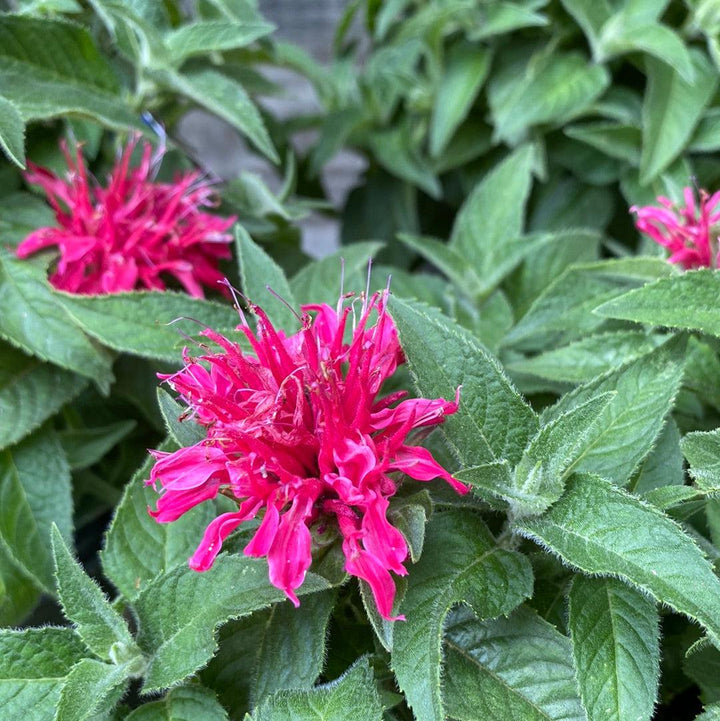 Monarda didyma 'Balbalmose' ~ Balmy™ Rose Bee Balm