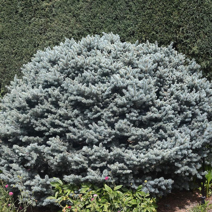 Picea pungens 'Montgomery' ~ Montgomery Blue Spruce