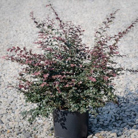 Loropetalum chinense 'Ruby' ~ Ruby Fringe Flower