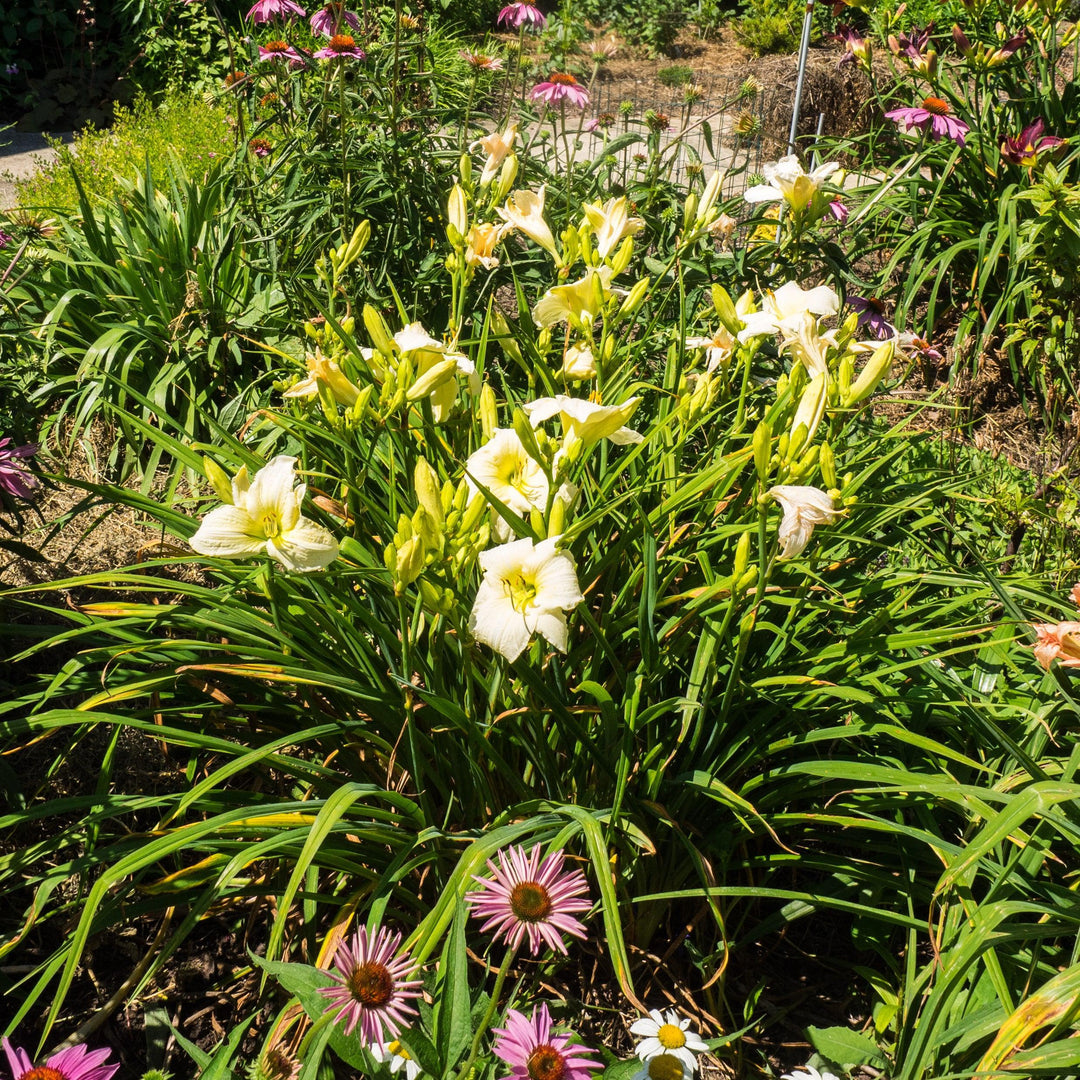 Hemerocallis 'Joan Senior' ~ Joan Senior Daylily