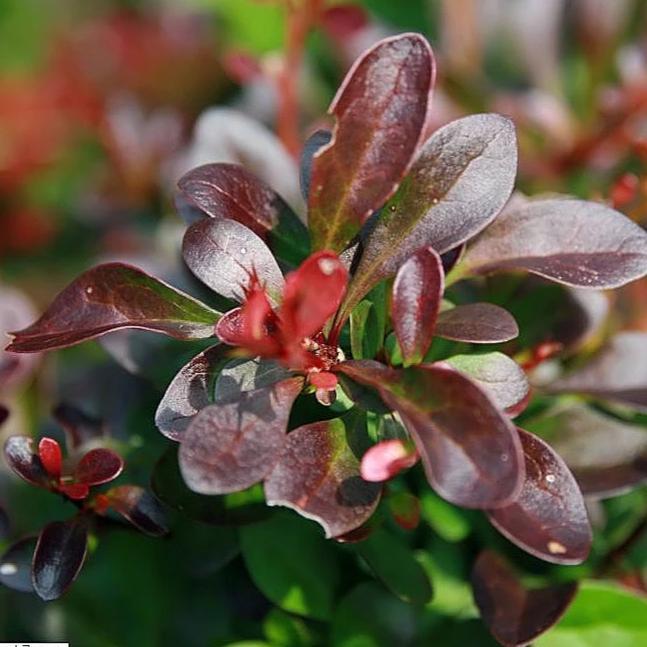 Berberis thunbergii 'Pygmy carmesí' ~ Agracejo pigmeo carmesí