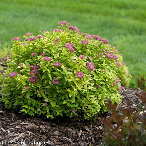 Spiraea japonica 'Yan' ~ Double Play® Gold Spirea