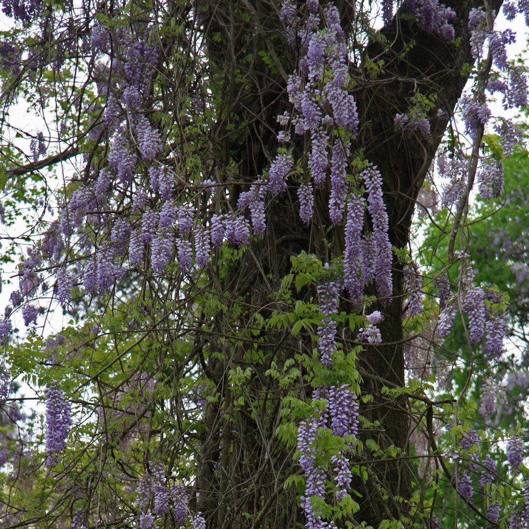 Wisteria frutescens 'Amethyst Falls' ~ Amethyst Falls Wisteria