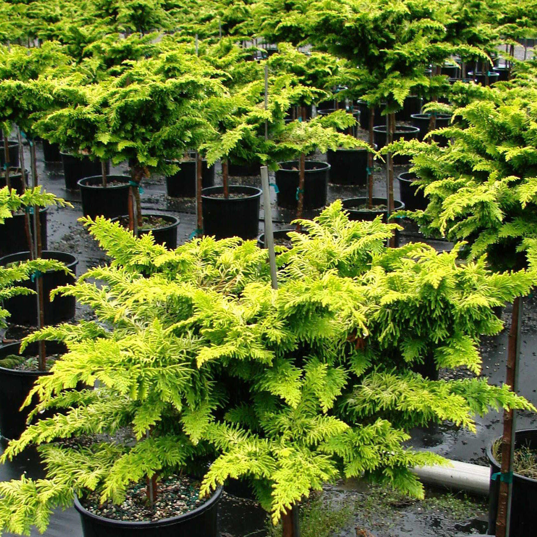 Chamaecyparis obtusa 'Filicoides Aurea' ~ Golden Fernsprey False Cypress