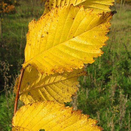 Ulmus americana ‘Valley Forge’ ~ Valley Forge American Elm