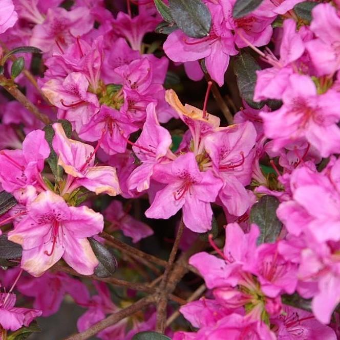 Rhododendron 'Karen' ~ Karen Azalea