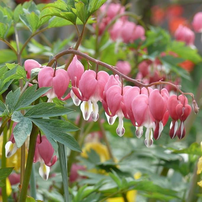 Dicentra eximia ~ Bleeding Heart