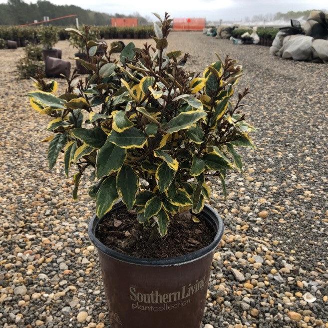 Elaeagnus x ebbingei 'Viveleg' ~ Olive Martini™ Elaeagnus, Oleaster