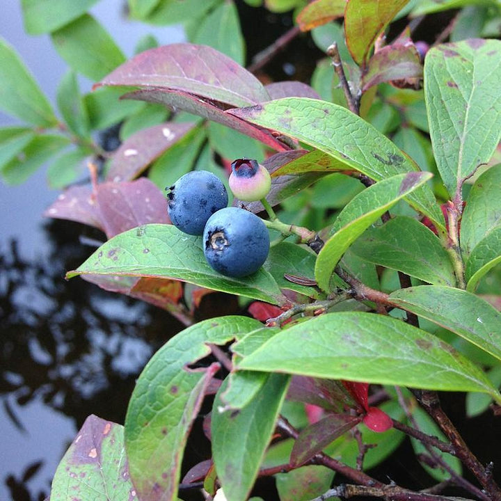 Vaccinium corymbosum 'ZF06-079' ~ Pink Icing® Arándano