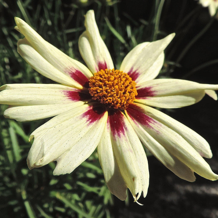 Coreopsis x verticillata 'Starlight' ~ Lil' Bang™ Starlight Coreopsis