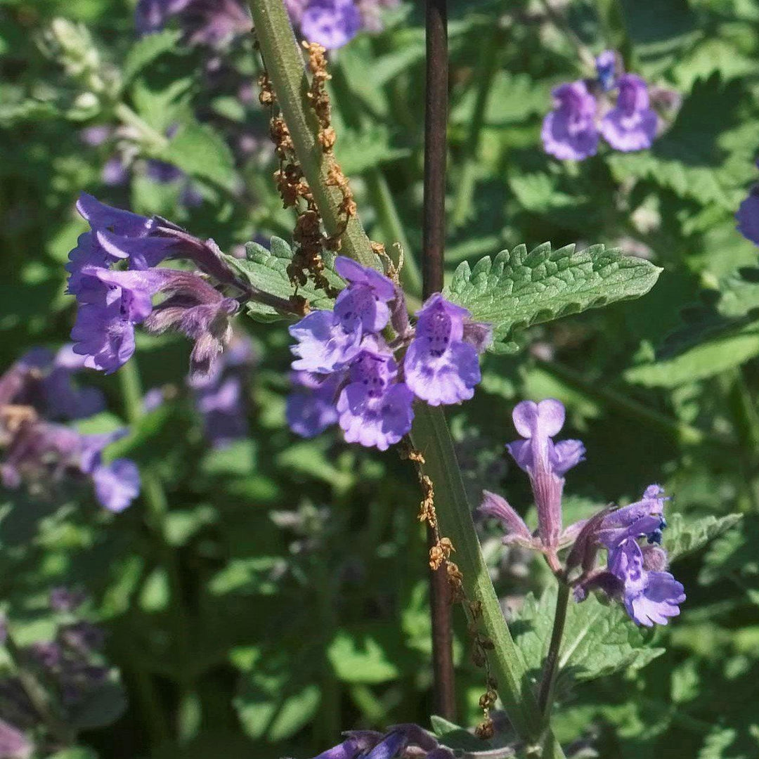 Nepeta racemosa 'Walker's Low' ~ Walker's Low Catmint