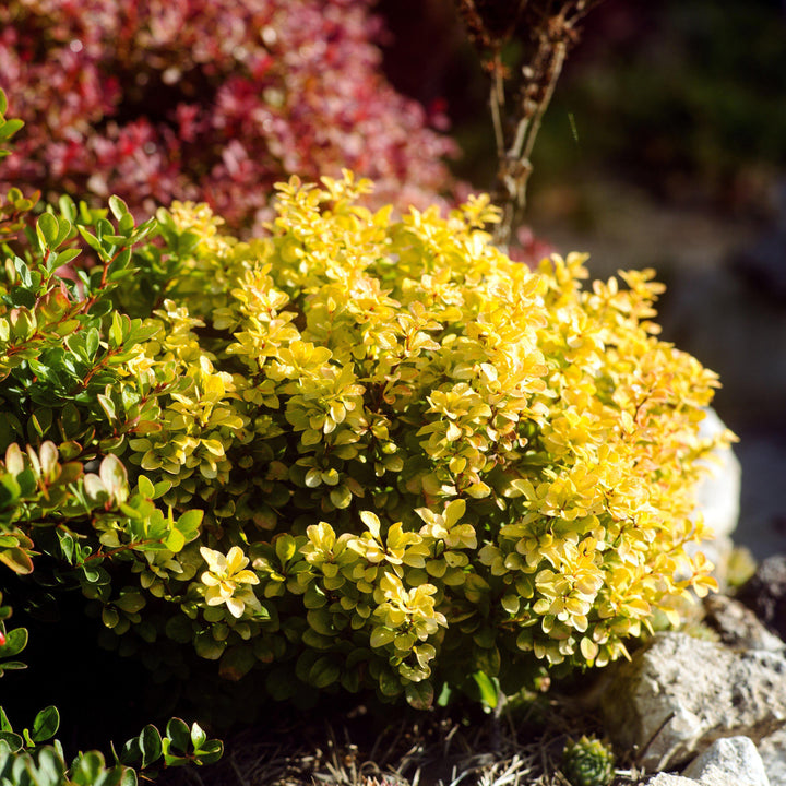 Berberis thunbergii 'Tiny Gold' ~ Agracejo Tiny Gold