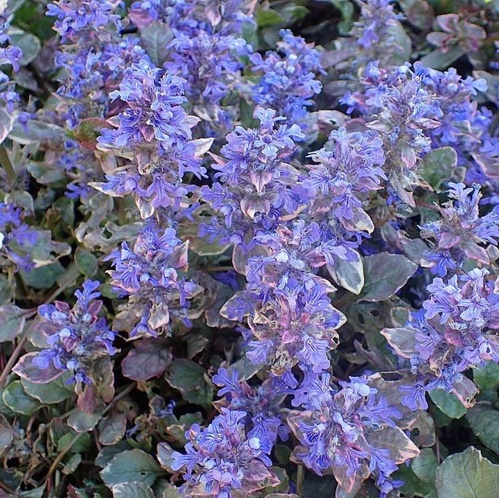 Ajuga reptans 'Burgundy Glow' ~ Burgundy Glow Bugleweed