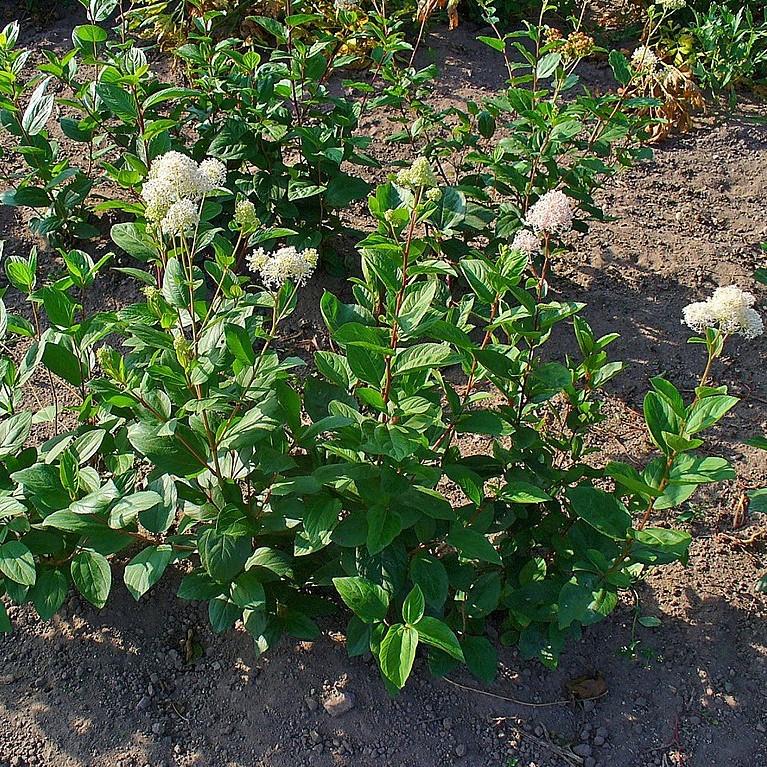 Ceanothus americanus ~ New Jersey Tea