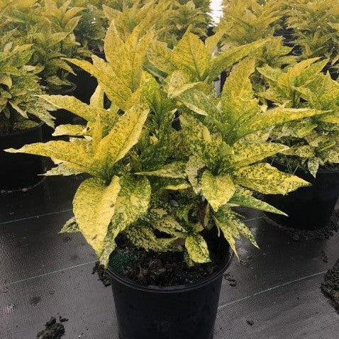 Aucuba japonica 'Golden King' ~ Golden King Japanese Aucuba