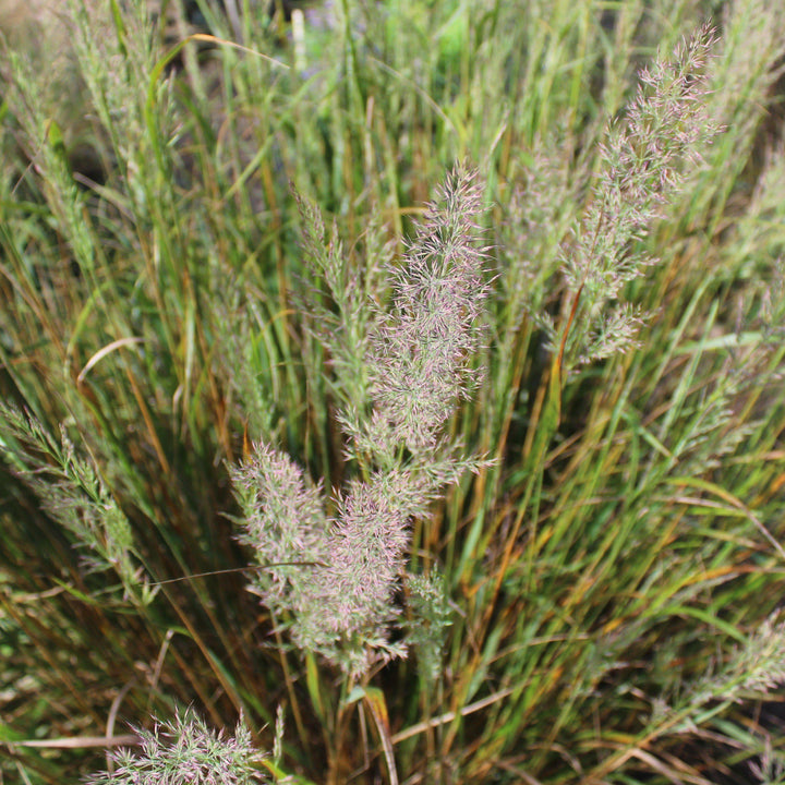 Calamagrostis brachytricha ~ Reed Grass