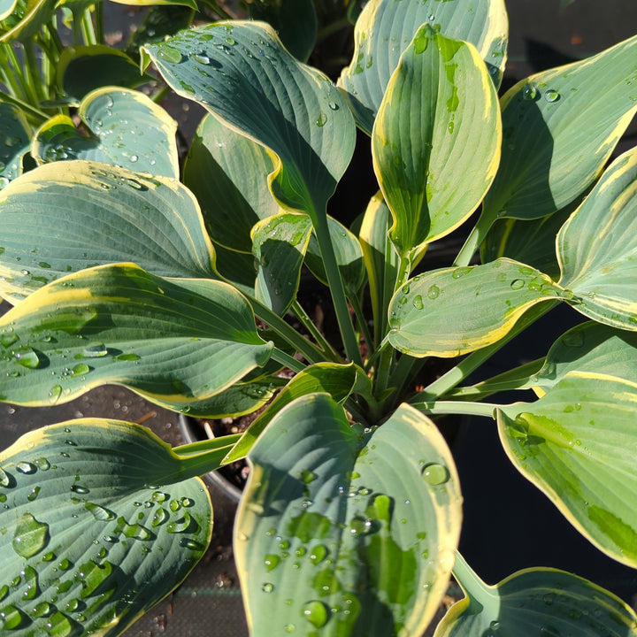 Hosta 'First Frost' ~ First Frost Hosta