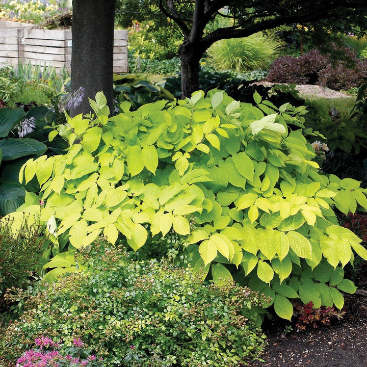 Aralia cordata 'Sun King' ~ Sun King Golden Japanese Spikenard